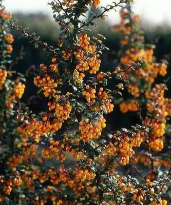 BERBERIS DARWINII